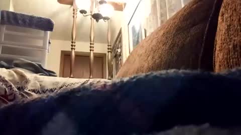 dannowisc online show from 04.17.26