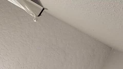 dano9696 online show from 02.23.26