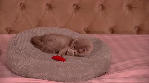 Snapshot of denisseperry chatting on 01.12.26 Ela online show from 01.12.26