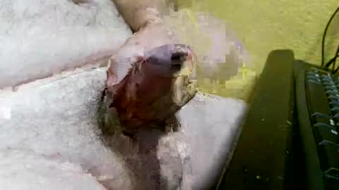 didyoujustseethat online show from 10.07.25