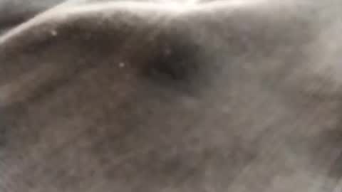 dlov3 online show from 02.08.26