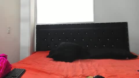 C E L E S T E  online show from 10.08.25