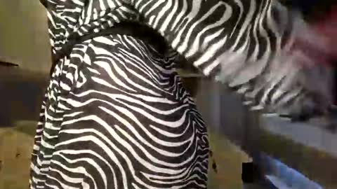 DOM MUMMY online show from 03.09.25