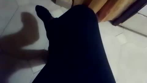 dthedog12 online show from 03.02.26