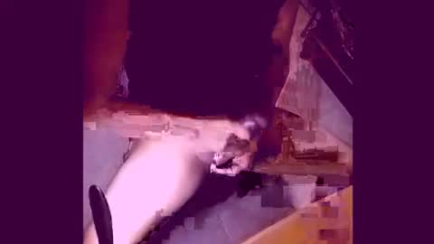 enjoylatino69 online show from 04.19.26