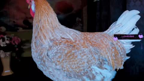 Eve online show from 01.30.25