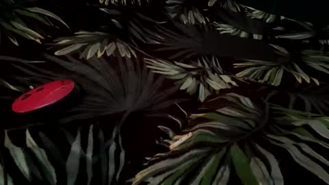 Eva online show from 09.14.25