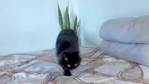 -  A N D E R online show from 01.07.26