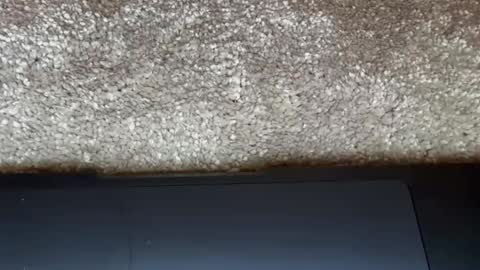 Snapshot of freaky__athena chatting on 02.27.26 athena online show from 02.27.26