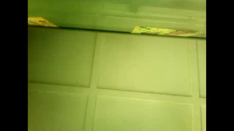 Warwick online show from 01.07.25