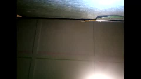 Warwick online show from 01.11.25