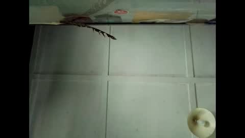 Warwick online show from 10.04.25