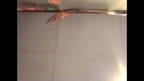 Warwick online show from 10.30.25