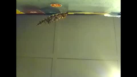 Warwick online show from 11.01.25