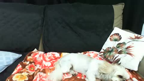 gaby  layla online show from 01.20.25