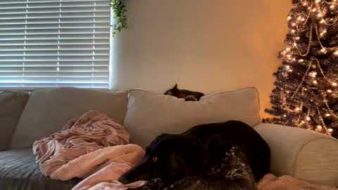 Snapshot of goddessmayvn chatting on 12.12.24 GoddessMayvn online show from 12.12.24