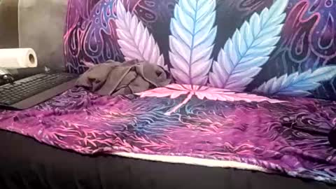 Goldcmen online show from 01.17.25