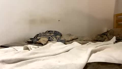 Goldmedal online show from 01.15.26