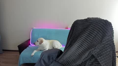 Snapshot of guy_liam1 chatting on 12.20.24 guy_liam1 online show from 12.20.24