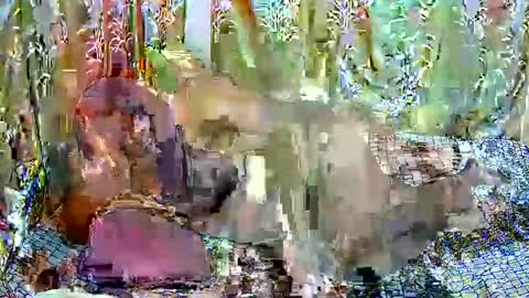 happysonia online show from 03.18.26