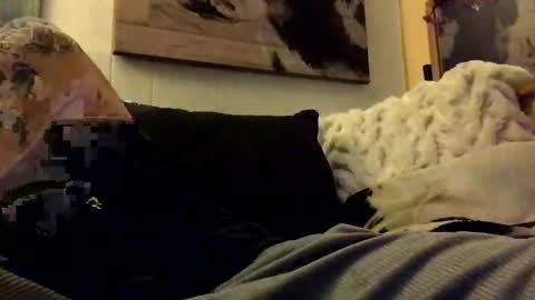 HBSethy online show from 01.11.25