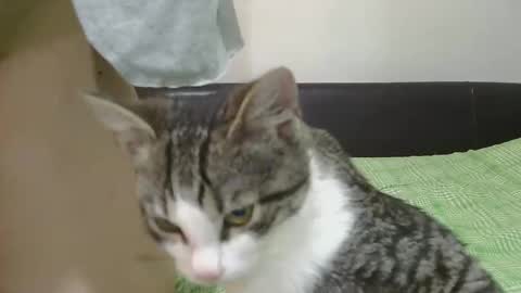 Snapshot of horny_hey chatting on 11.08.25 Serena online show from 11.08.25