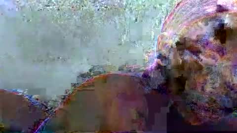 hotagrace online show from 02.14.26