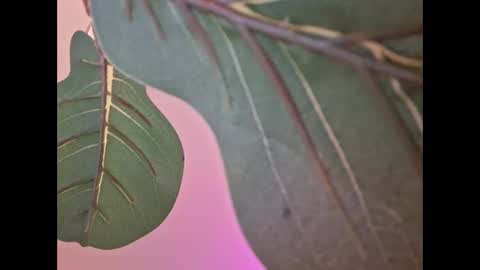 Snapshot of isabellacloverlove chatting on 09.18.25 Isabella online show from 09.18.25