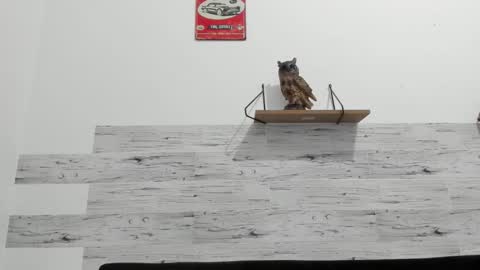 Jaycreedd online show from 10.10.25