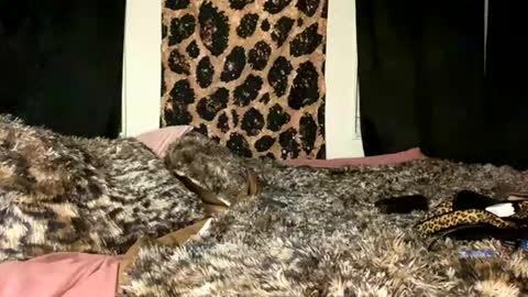 jeddahdolly online show from 11.28.25