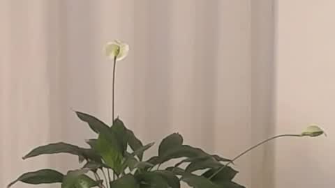 Snapshot of katejolie chatting on 03.02.25 Help me with rate thanks online show from 03.02.25