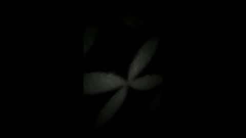 kenzo6140 online show from 04.07.26