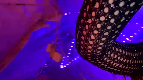 Kissah Kreampuff online show from 01.17.25