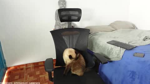 kite__ online show from 12.23.24