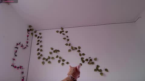 Snapshot of kitty_moon2 chatting on 03.03.26 Kitty online show from 03.03.26