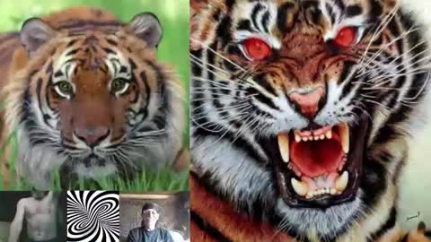 Snapshot of kodiakpm1 chatting on 11.16.25 kodiakpm1 online show from 11.16.25