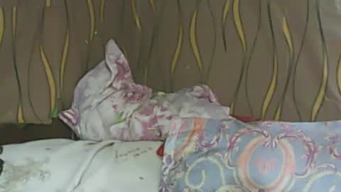 LadyXSnakes online show from 02.11.25