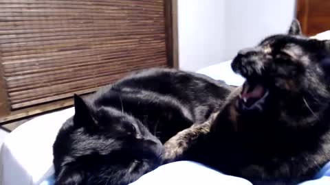 Lance online show from 12.12.24