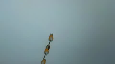 Snapshot of lauramirage chatting on 12.30.24 LauraMirage online show from 12.30.24