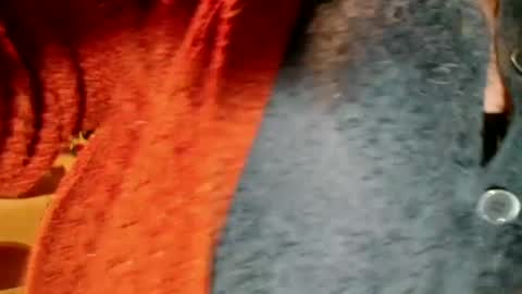 Snapshot of laureanne50 chatting on 12.13.24 laureanne online show from 12.13.24