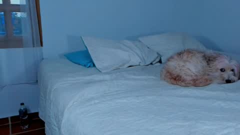 Snapshot of laurent_a chatting on 02.15.25 Lucie online show from 02.15.25