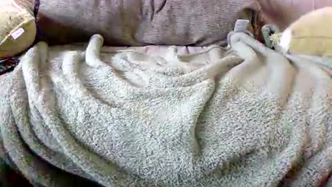 Bills Mafia online show from 03.03.26