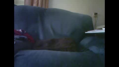 lion160868 online show from 11.28.25