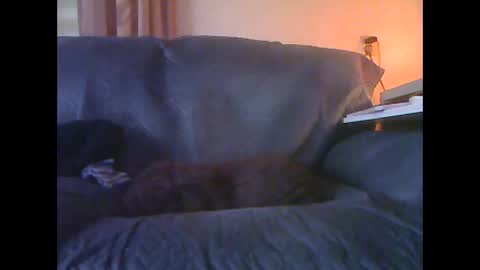 lion160868 online show from 01.18.26