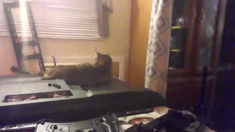 Snapshot of littlegrey376 chatting on 02.18.26 littlegrey376 online show from 02.18.26