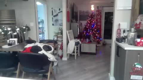 logan_rex_3 online show from 01.07.26