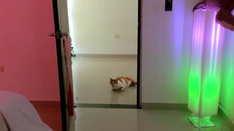 luara__01__lecat_1 online show from 02.16.26