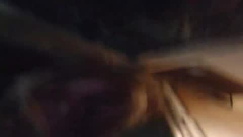 Snapshot of lucyvybes_and_gogert chatting on 03.04.25 Lucy Vybes and Go-Gert online show from 03.04.25