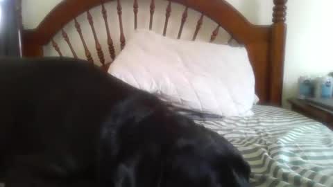 Davis online show from 02.14.26