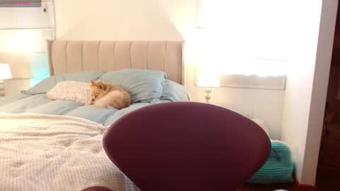 MEGAN online show from 01.02.25